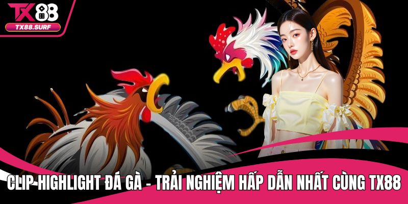 Clip Highlight Đá Gà